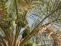 pokok kurma
